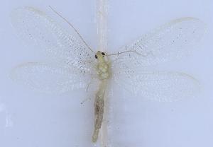  ( - HeN0201)  @11 [ ] c (2022) Xingyue Liu Entomological Museum of China Agricultural University (CAU), Beijing