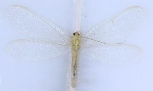  ( - HeN0401)  @11 [ ] c (2022) Xingyue Liu Entomological Museum of China Agricultural University (CAU), Beijing