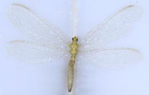  ( - HeN0501)  @11 [ ] c (2022) Xingyue Liu Entomological Museum of China Agricultural University (CAU), Beijing