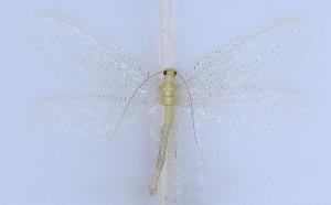  ( - HeN0502)  @11 [ ] c (2022) Xingyue Liu Entomological Museum of China Agricultural University (CAU), Beijing