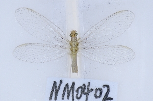  ( - NM0402)  @11 [ ] c (2022) Xingyue Liu Entomological Museum of China Agricultural University (CAU), Beijing