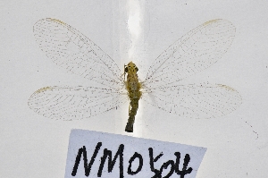  ( - NM0504)  @11 [ ] c (2022) Xingyue Liu Entomological Museum of China Agricultural University (CAU), Beijing
