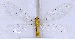  (Apertochrysa - SX0301)  @11 [ ] c (2022) Xingyue Liu Entomological Museum of China Agricultural University (CAU), Beijing