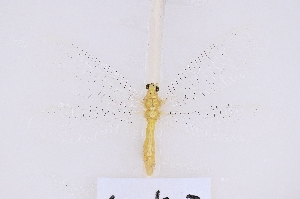  ( - SX0502)  @11 [ ] c (2022) Xingyue Liu Entomological Museum of China Agricultural University (CAU), Beijing