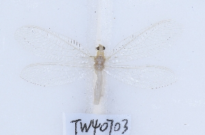  ( - TW40703)  @11 [ ] c (2022) Xingyue Liu Entomological Museum of China Agricultural University (CAU), Beijing