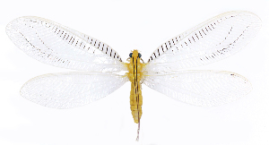  ( - XZ3703)  @11 [ ] c (2022) Xingyue Liu Entomological Museum of China Agricultural University (CAU), Beijing