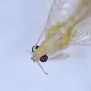  ( - YN1103)  @11 [ ] c (2022) Xingyue Liu Entomological Museum of China Agricultural University (CAU), Beijing
