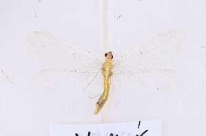  ( - YN1505)  @11 [ ] c (2022) Xingyue Liu Entomological Museum of China Agricultural University (CAU), Beijing