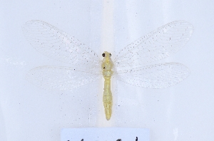  ( - YN1801)  @11 [ ] c (2022) Xingyue Liu Entomological Museum of China Agricultural University (CAU), Beijing