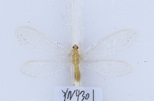  ( - YN4301)  @11 [ ] c (2022) Xingyue Liu Entomological Museum of China Agricultural University (CAU), Beijing