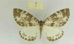  ( - IOZ LEP M 07012)  @12 [ ] Copyright (2015) Unspecified Institute of Zoology, Chinese Academy of Sciences