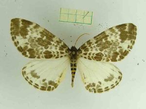  (Cyclidia fractifasciata fractifasciata - IOZ LEP M 07013)  @12 [ ] Copyright (2015) Unspecified Institute of Zoology, Chinese Academy of Sciences