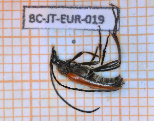  ( - BC-JT-EUR-019)  @11 [ ] Copyright (2020) Julien Touroult Museum national d'Histoire naturelle