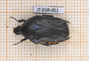  (Cetonia asiatica - JT-EUR-051)  @11 [ ] CC-By (2021) Julien Touroult Muséum national d'histoire naturelle, Paris