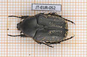  (Aethiessa squamosa - JT-EUR-052)  @11 [ ] CC-By (2021) Julien Touroult Muséum national d'histoire naturelle, Paris