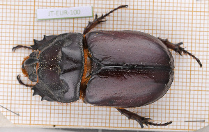  (Oryctes nasicornis nasicornis - JT-EUR-100)  @11 [ ] CC-By (2021) Julien Touroult Muséum national d'histoire naturelle, Paris