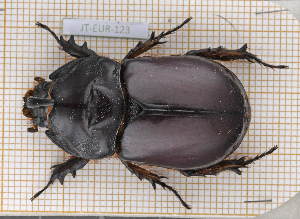  (Oryctes nasicornis kuntzeni - JT-EUR-123)  @11 [ ] CC-By (2021) Julien Touroult Muséum national d'histoire naturelle, Paris