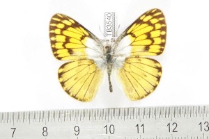  (Colotis chrysonome - BC-TB3540)  @14 [ ] Copyright (2009) Vazrick Nazari Unspecified