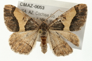  ( - CMAZ-0053)  @14 [ ] CreativeCommons - Attribution (2009) CBG Photography Group Centre for Biodiversity Genomics