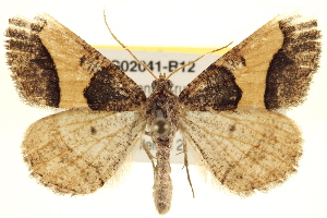  ( - BIOUG02041-B12)  @14 [ ] CreativeCommons - Attribution (2012) CBG Photography Group Centre for Biodiversity Genomics