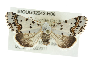  (Grotella tricolor - BIOUG02042-H08)  @14 [ ] CreativeCommons - Attribution (2012) CBG Photography Group Centre for Biodiversity Genomics