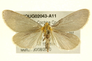  (Chrysoecia thoracica - BIOUG02043-A11)  @13 [ ] CreativeCommons - Attribution (2012) CBG Photography Group Centre for Biodiversity Genomics