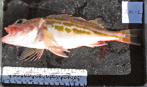  ( - AHL-1)  @11 [ ] No Rights Reserved (2009) Coastal Marine Biolabs Coastal Marine Biolabs