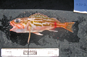  ( - GSV-2)  @11 [ ] No Rights Reserved (2009) Coastal Marine Biolabs Coastal Marine Biolabs