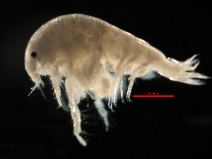  (Rhepoxynius abronius - MBI-SCCWRP-00139)  @11 [ ] CreativeCommons - Attribution Non-Commercial (2011) Southern California Coastal Water Research Southern California Coastal Water Research