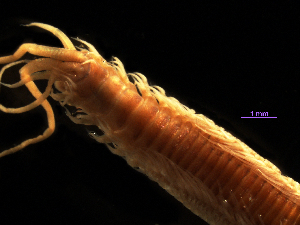  (Onuphis iridescens - MBI-SCCWRP-00248)  @11 [ ] CreativeCommons - Attribution Non-Commercial (2011) Southern California Coastal Water Research Southern California Coastal Water Research