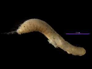  (Pherusa neopapillata - MBI-SCCWRP-00271)  @12 [ ] CreativeCommons - Attribution Non-Commercial (2011) Southern California Coastal Water Research Southern California Coastal Water Research