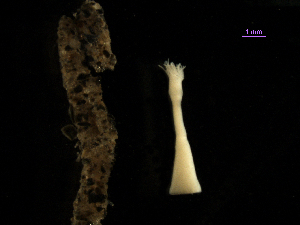  (Phoronopsis sp - MBI-SCCWRP-00320)  @11 [ ] CreativeCommons - Attribution Non-Commercial (2011) Southern California Coastal Water Research Southern California Coastal Water Research