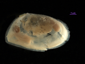  (Ameritella modesta - MBI-SCCWRP-00348)  @11 [ ] CreativeCommons - Attribution Non-Commercial (2011) Southern California Coastal Water Research Southern California Coastal Water Research