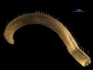  (Aricidea simplex - MBI-SCCWRP-00503)  @13 [ ] CreativeCommons - Attribution Non-Commercial (2012) Southern California Coastal Water Research Southern California Coastal Water Research