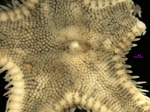  (Astropecten verrilli - MBI-SCCWRP-00548)  @13 [ ] CreativeCommons - Attribution Non-Commercial (2012) Southern California Coastal Water Research Southern California Coastal Water Research