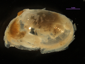  (Tellina sp - MBI-SCCWRP-00642)  @12 [ ] CreativeCommons - Attribution Non-Commercial (2012) Southern California Coastal Water Research Southern California Coastal Water Research