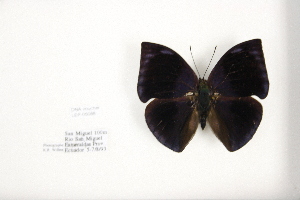  (Memphis nenia nenia - FLMNH-05088)  @13 [ ] CreativeCommons - Attribution Non-Commercial Share-Alike (2011) Fernando M. S. Dias McGuire Center for Lepidoptera and Biodiversity - UF