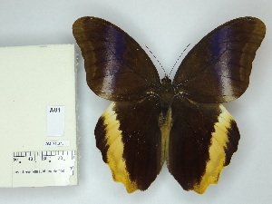  ( - OM_71.373)  @11 [ ] c (2025) Suianne Cajé UFPR