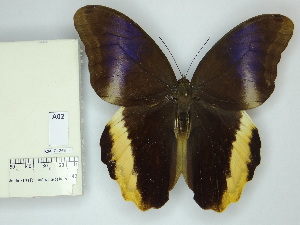  ( - OM_71.363)  @11 [ ] c (2025) Suianne Cajé UFPR