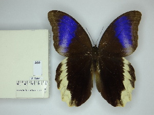  ( - DZ_70.994)  @11 [ ] c (2025) Suianne Cajé UFPR