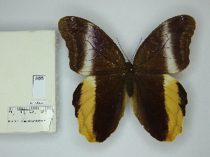  ( - DZ_70.985)  @11 [ ] c (2025) Suianne Cajé UFPR