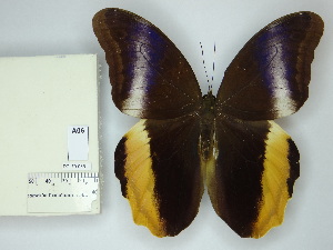  ( - DZ_70.986)  @11 [ ] c (2025) Suianne Cajé UFPR