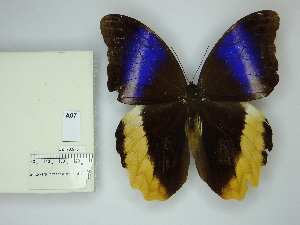  ( - DZ_70.975)  @11 [ ] c (2025) Suianne Cajé UFPR