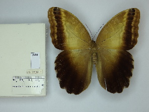  (Caligo bellerophon - DZ_2539)  @11 [ ] c (2025) Suianne Cajé UFPR