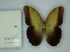  ( - DZ_65.787)  @11 [ ] c (2025) Suianne Cajé UFPR