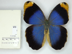  (Caligo beltrao - DZ_65.825)  @11 [ ] c (2025) Suianne Cajé UFPR