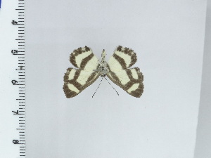  ( - DD317)  @11 [ ] c (2024) Diego Dolibaina UFPR