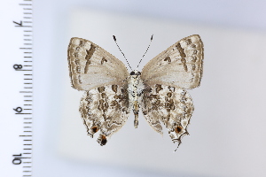  ( - DRD1920)  @11 [ ] c  Diego Dolibaina Universidade Federal do Parana