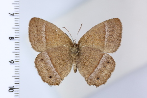  ( - DRD1932)  @11 [ ] c  Diego Dolibaina Universidade Federal do Parana