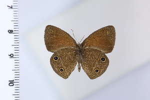  ( - DRD1933)  @11 [ ] c  Diego Dolibaina Universidade Federal do Parana